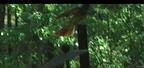 great crested flycatcher farm 0305 3jun26 gold