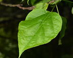 northern catalpa catalpa speciosa farm 5392 18jun26
