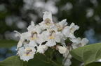 northern catalpa catalpa speciosa farm 5390 18jun26zac