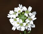 hoary alyssum berteroa incana farm 5395 18jun26