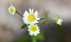 common eastern fleabane erigeron strigosus farm 5389 18jun26