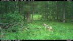 timber wolf canis lupus farm 0527 14jun26