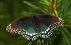 red-spotted purple limenitis arthemis astyanax farm 5377 18jun26