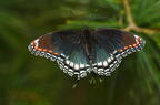 red-spotted purple limenitis arthemis astyanax farm 5380 18jun26