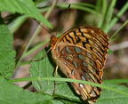 great spangled frittilary speyeria cybele farm 5357 18jun26