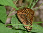 great spangled frittilary speyeria cybele farm 5362 18jun26