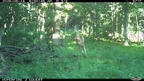 white tail deer leaping farm 0513 14jun26