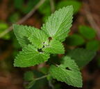 catnip nepeta cataria farm 5489 22jun26
