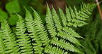 common lady fern athyrium filix-femina farm 5472 22jun26