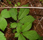 ginseng panax quinquefolius farm 5499 22jun26