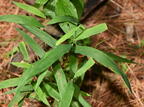hairy panic grass panicum acuminatum farm 5492 22jun26