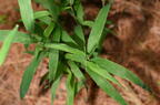 hairy panic grass panicum acuminatum farm 5495 22jun26