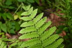 interrupted fern osmunda claytoniana farm 5470 22jun26