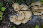 mushroom farm 5460 22jun26
