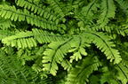 northern maidenhair adiantum pedatum farm 5468 22jun26