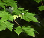 red maple acer rubrum farm 5462 22jun26
