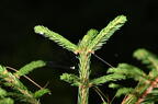 red spruce picea rubens farm 5491 22jun26