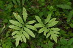 sensitive fern onoclea sensibilis farm 5442 22jun26
