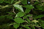 shagbark hickory carya ovata farm 5482 22jun26