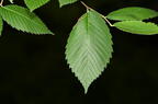 slippery elm ulmus rubra farm 5474 22jun26