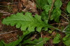 sow thistle sonchus oleraceus farm 5496 22jun26
