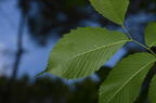 slippery elm ulmus rubra farm 5486 22jun26