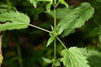 stinging nettle urtica dioica farm 5478 22jun26