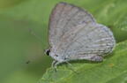 dusky azure celastrina nigra 5451 22jun26zac