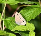 little wood satyr megisto cymela farm 5438 22jun26