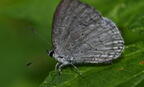dusky azure celastrina nigra farm 5452 22jun26