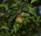 pear farm 5641 10jul26