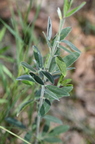 round-headed bush-clover lespedeza capitata farm 5644 10jul26