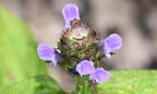heal all prunella vulgaris farm 5624 10jul26