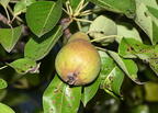 pear farm 5639 10jul26