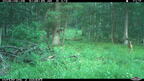 raccoon farm 1199 29jun26