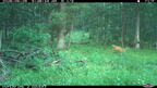 raccoon farm 1198 29jun26
