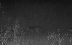 gray fox urocyon cinereoargenteus farm 1225 7jul26