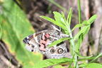 american lady vanessa virginiensis farm 5626 10jul26