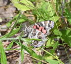 american lady vanessa virginiensis farm 5630 10jul26