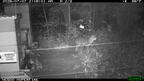 gray fox urocyon cinereoargenteus farm 0011 7jul26