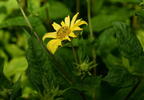 thin leaved sunflower helianthus decapetalus mallory ave 6303 2aug23