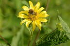 thin leaf sunflower helianthus decapetalus mallory ave 6306 2aug23