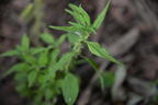pennsylvanian pellitory parietaria pensylvanica mallory ave 6295 2aug23