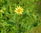 thin leaf sunflower helianthus decapetalus mallory ave 6300 2aug23