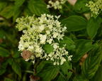 panicled hydrangea hydrangea paniculata mallory avenue 6313 2aug23