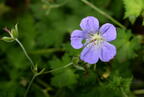 meadow geranium geranium pratense mallory ave 6308 2aug23