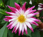 garden dahlia dahlia cultorum mallory 0049 18aug24