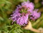 dense gay feather liatris spicata mallory 6317 2aug23