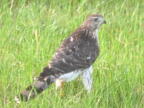 coopers hawk astur cooperii mallory 5879 14aug26