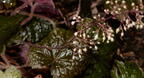 crevice alumroot heuchera micrantha mallory avenue 6312 2aug23